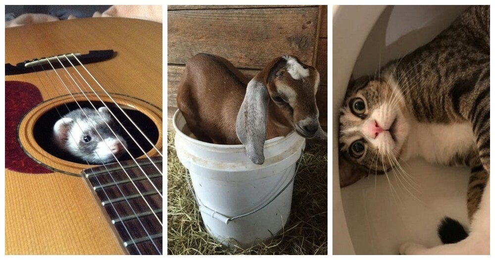 
        25&nbsp;животных, не&nbsp;рассчитавших траекторию и&nbsp;открывших закон подлости    