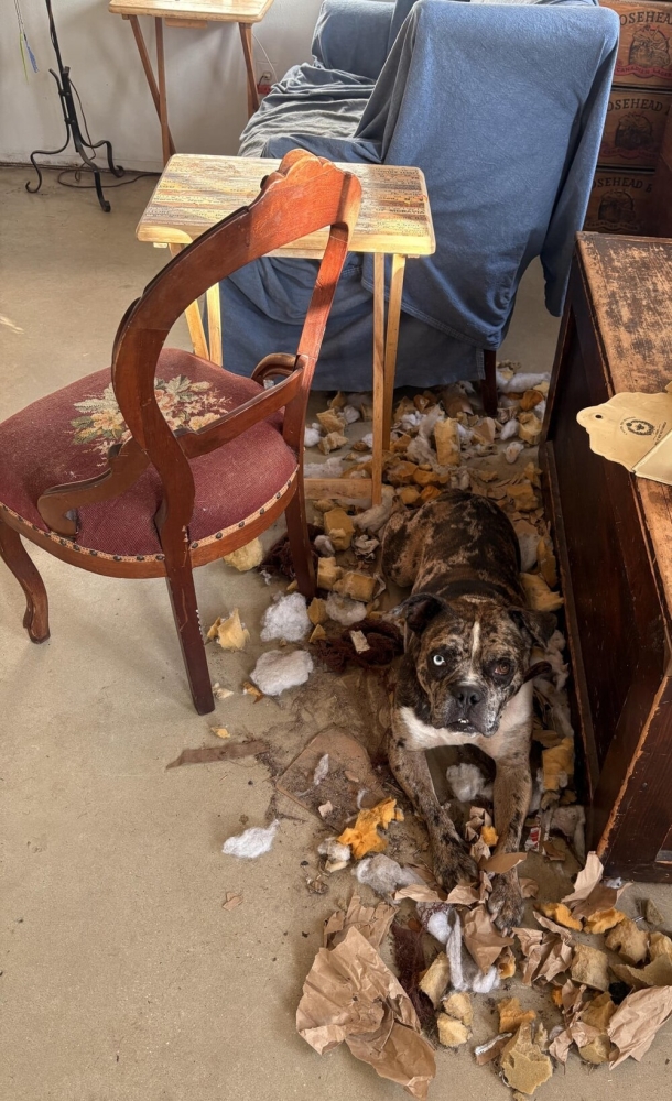 30 порций радости, которую пёсели способны подарить, просто делая свои собачьи дела
30 порций радости, которую пёсели способны подарить, просто делая свои собачьи дела