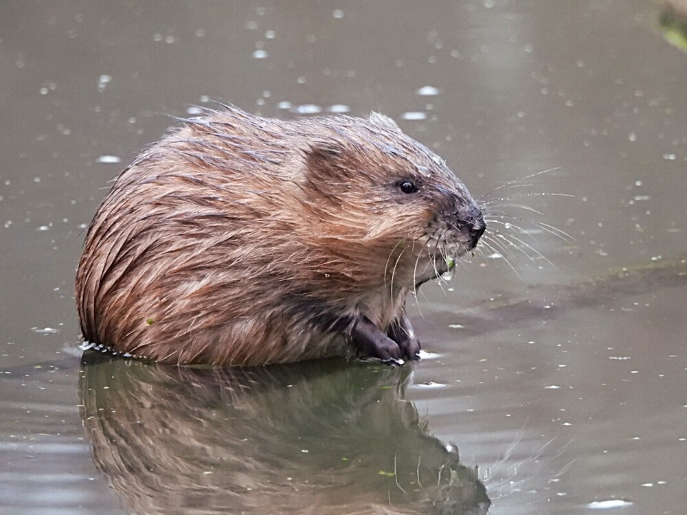 
        Мир&nbsp;животных-1    