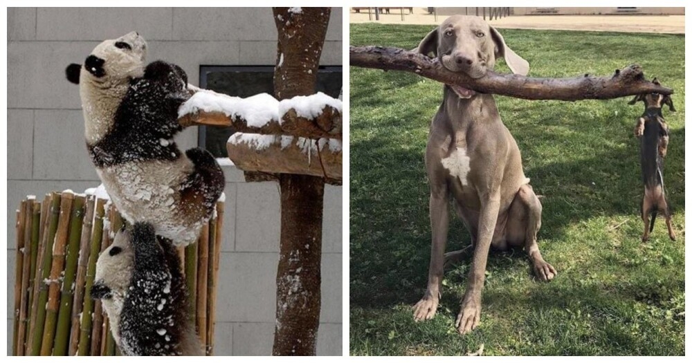 
        18&nbsp;случаев, когда животные превзошли людей в&nbsp;командной работе    