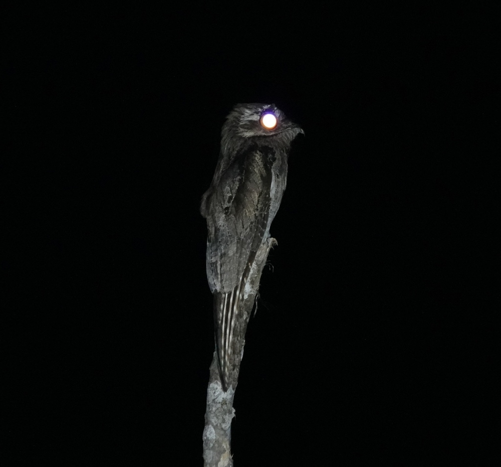 Исполинский козодой: сначала он пугает до мурашек, потом в него влюбляешься
Исполинский козодой: сначала он пугает до мурашек, потом в него влюбляешься