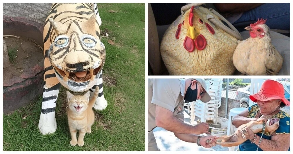 
        24&nbsp;примера милоты, дарящей позитив и&nbsp;чистое тихое счастье    