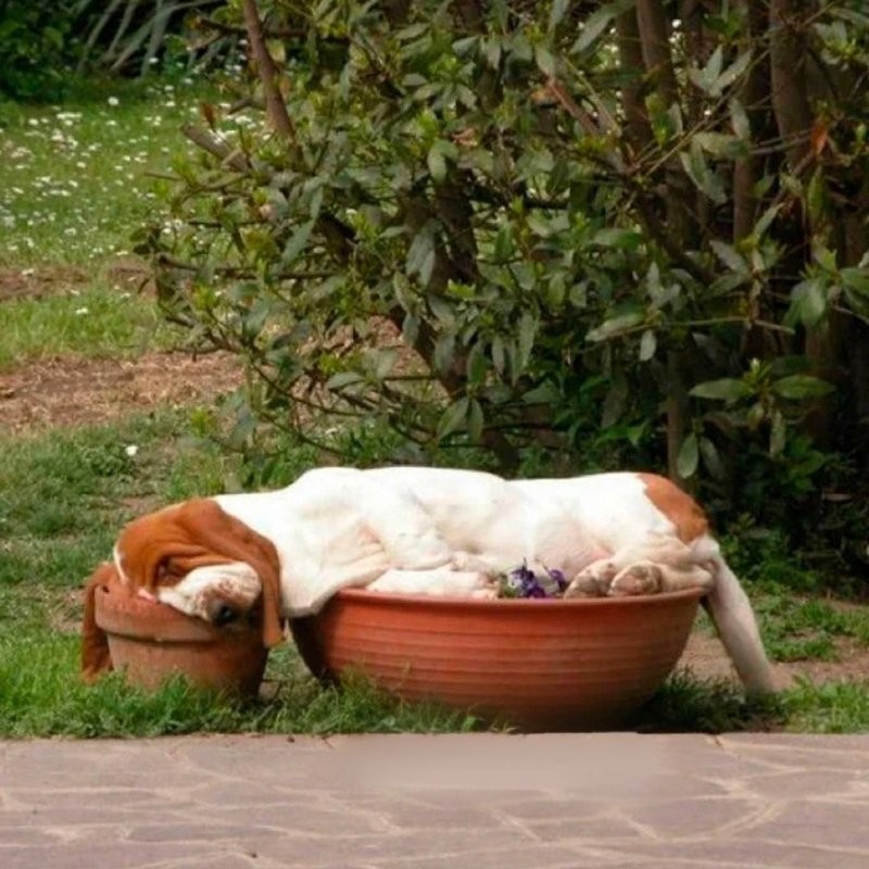 
        25&nbsp;умилительных сцен из&nbsp;жизни пёселей, демонстрирующих их&nbsp;мастерство импровизации    