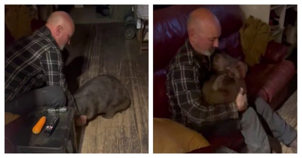 
        Вомбат обожает обнимашки    