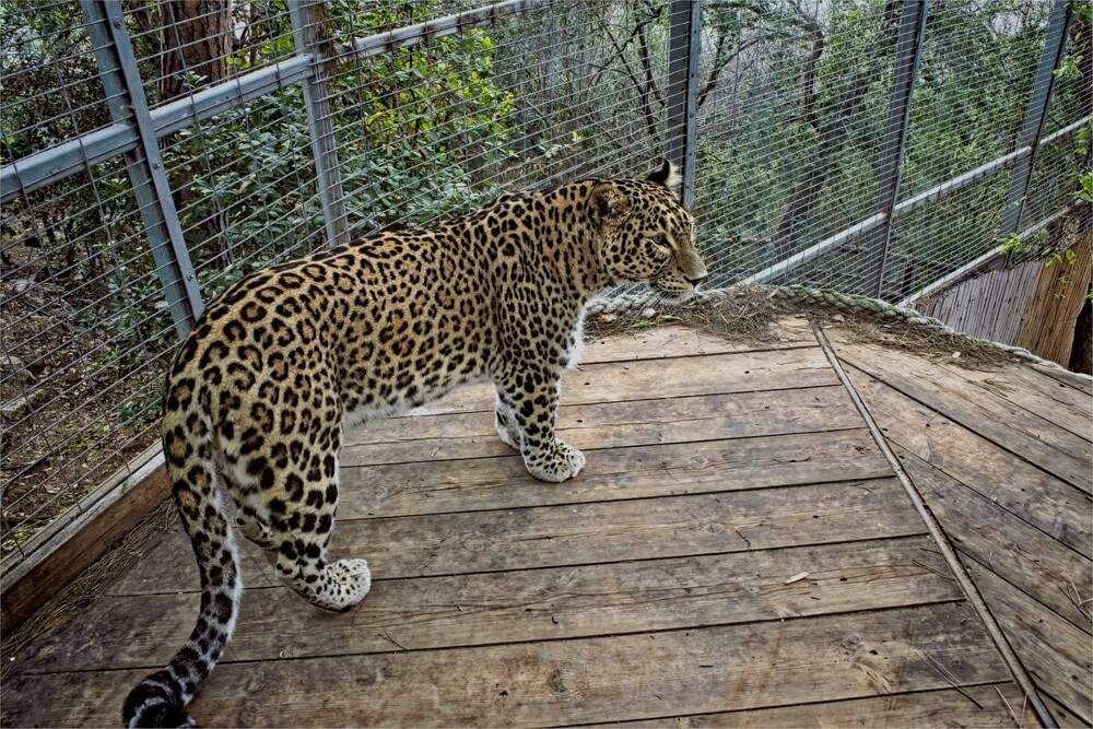 
        Мир&nbsp;животных-6    