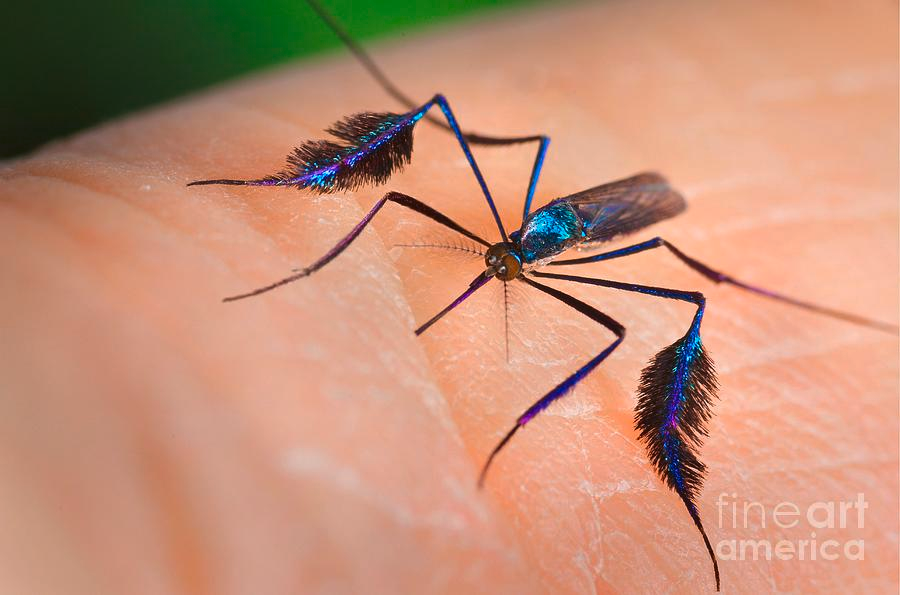 
        Сабетес: этот род&nbsp;комаров решил выглядеть потрясающе, но&nbsp;зачем?    