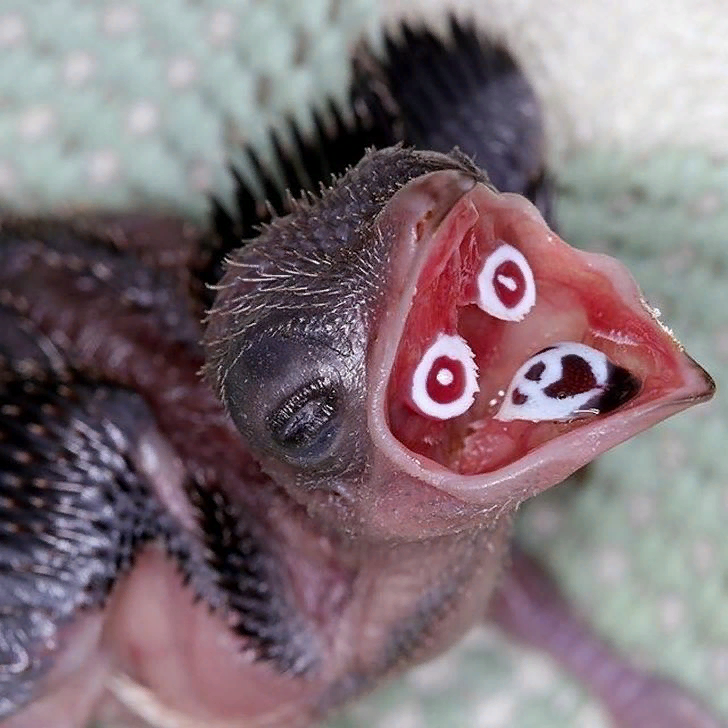 Топ-5 самых странных птенцов в мире
Топ-5 самых странных птенцов в мире