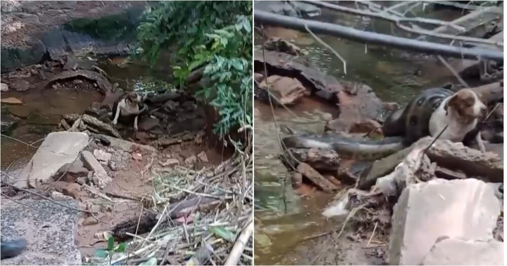 
        Анаконда чуть не&nbsp;задушила собаку    