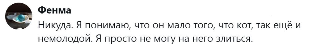 
        &laquo;Цыганам или&nbsp;в&nbsp;кошачий детдом&raquo;: пользователи назвали места, куда грозят отдать кота после переполнения чаши терпения    
