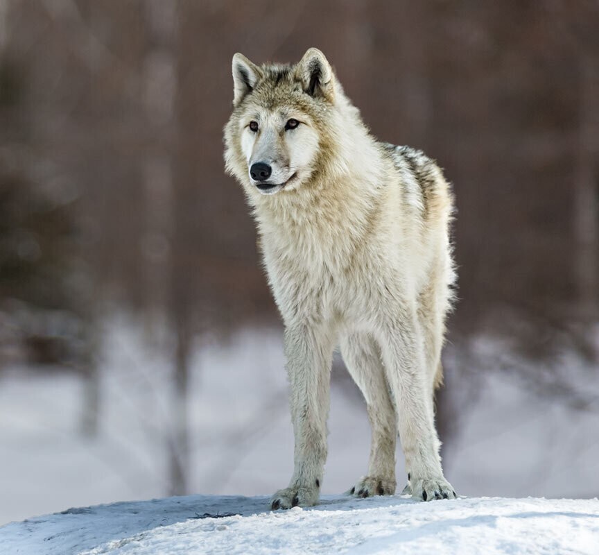 
        Мир&nbsp;животных-4    