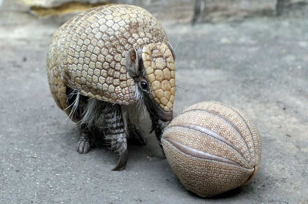 
        Трёхпоясный броненосец: он&nbsp;может вызвать панику даже у&nbsp;пумы и&nbsp;ягуара    