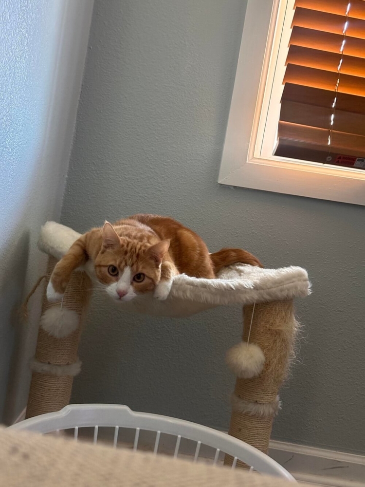 
        20&nbsp;снимков, на&nbsp;которых котики отжигают по&nbsp;полной    