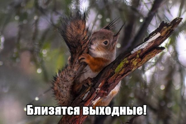 Трынделка - 05.02.2026