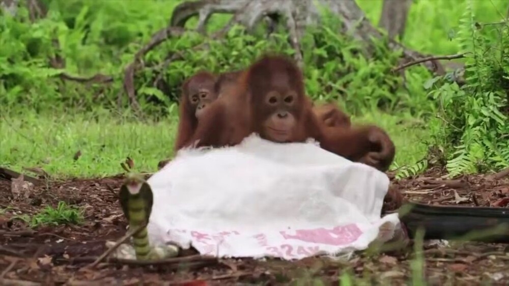 
        Сотрудник реабилитационного центра учит детенышей орангутанов бояться змей    