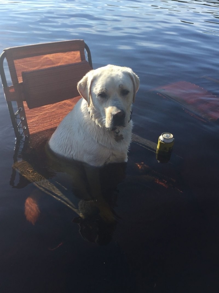 30 порций радости, которую пёсели способны подарить, просто делая свои собачьи дела
30 порций радости, которую пёсели способны подарить, просто делая свои собачьи дела