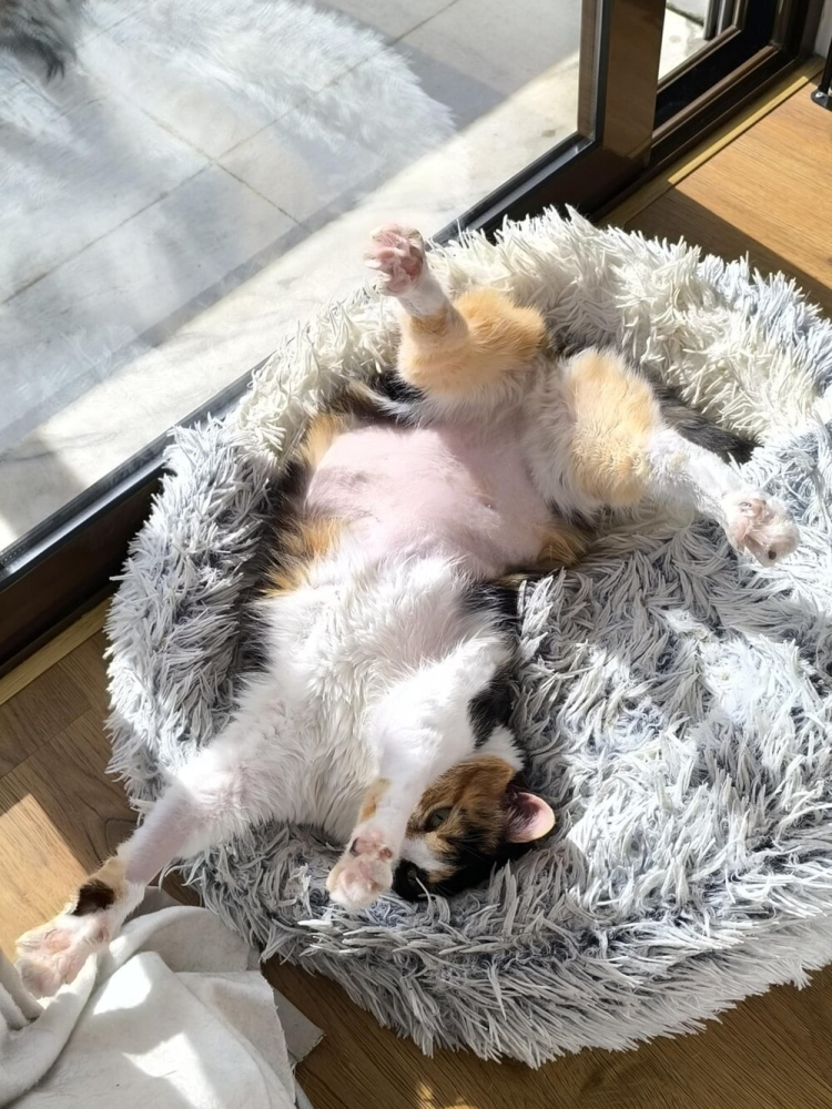 
        20&nbsp;снимков, на&nbsp;которых котики отжигают по&nbsp;полной    