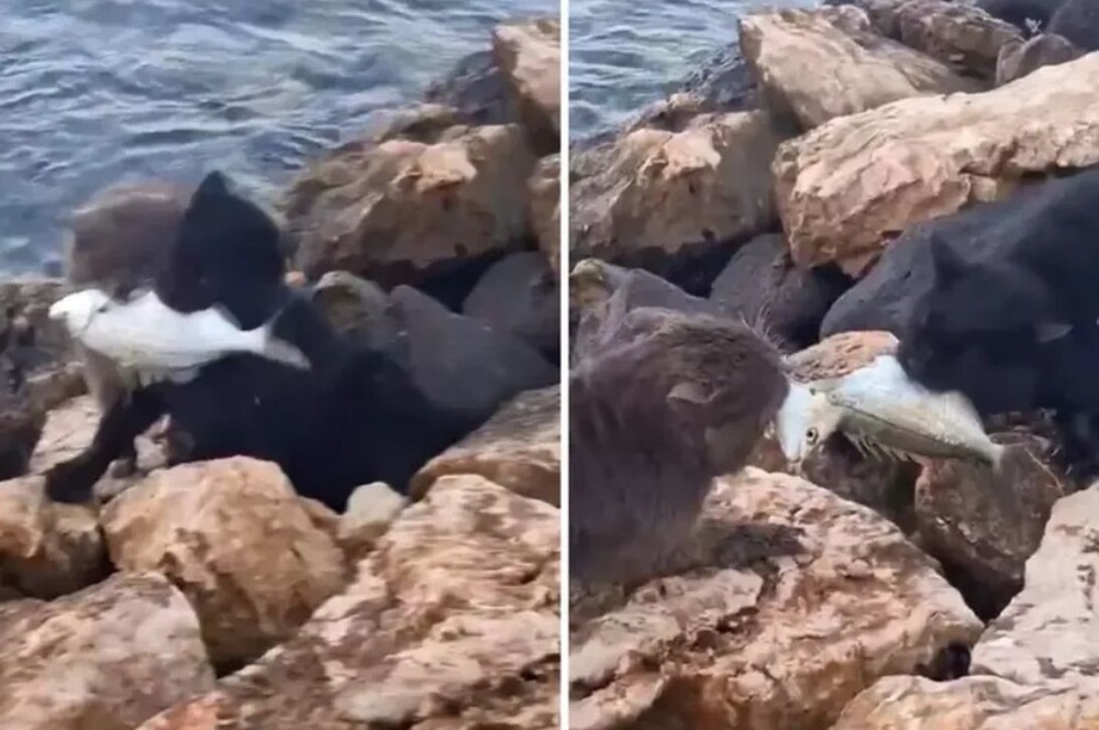 Борьба уличных кошек за рыбу
Борьба уличных кошек за рыбу