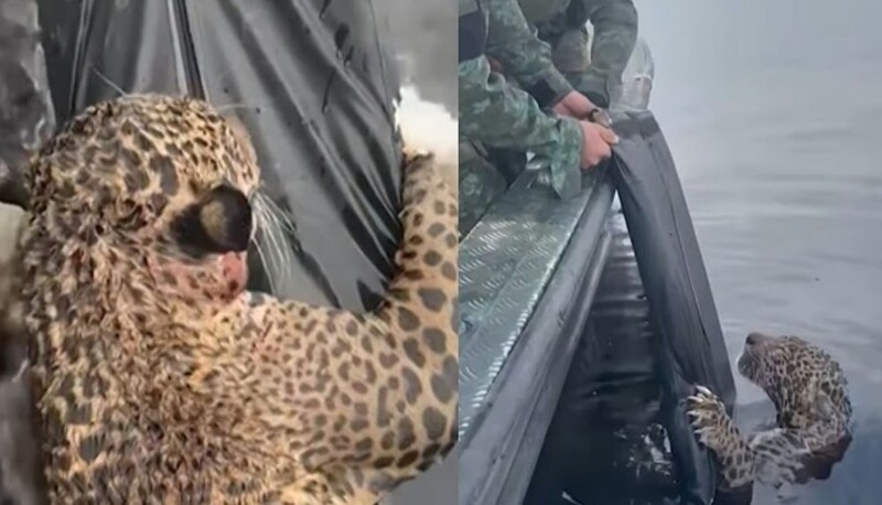 
        Раненый ягуар приплыл прямо к&nbsp;людям    