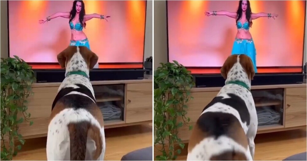 
        Собака &laquo;танцует&raquo; под&nbsp;танец живота перед телевизором    