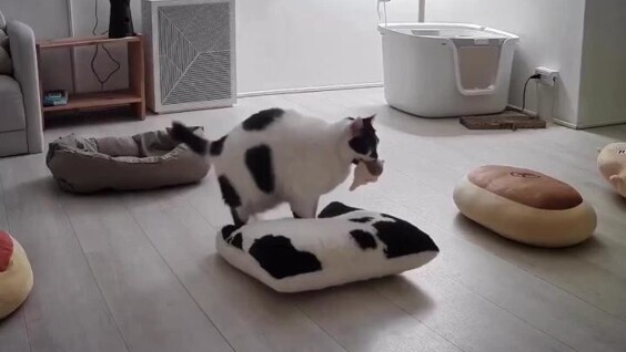 Кошка, которая ценит комфорт
Кошка, которая ценит комфорт