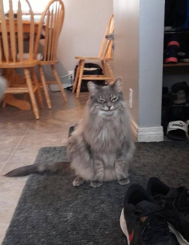 
        18&nbsp;фотографий котиков, которые оказались не&nbsp;в&nbsp;фокусе    