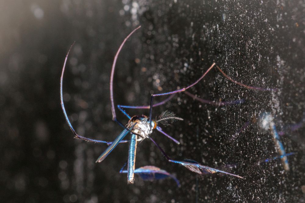 
        Сабетес: этот род&nbsp;комаров решил выглядеть потрясающе, но&nbsp;зачем?    