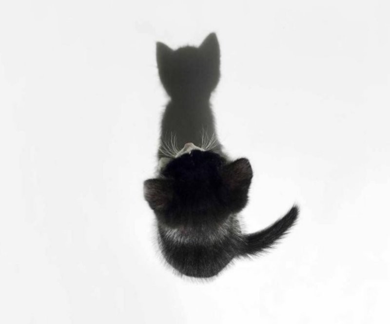 23 крупных плана уличных котов, которые доказывают, что пушистые главные на районе и в жизни
23 крупных плана уличных котов, которые доказывают, что пушистые главные на районе и в жизни