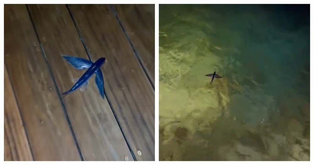 
        Неудачное спасение летучей рыбы попало на&nbsp;видео    