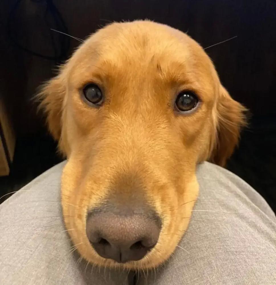 
        20+ питомцев, которые не&nbsp;могут существовать без&nbsp;своего человека    