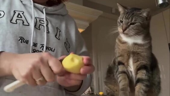 
        Кот, который обожает сырую картошку    