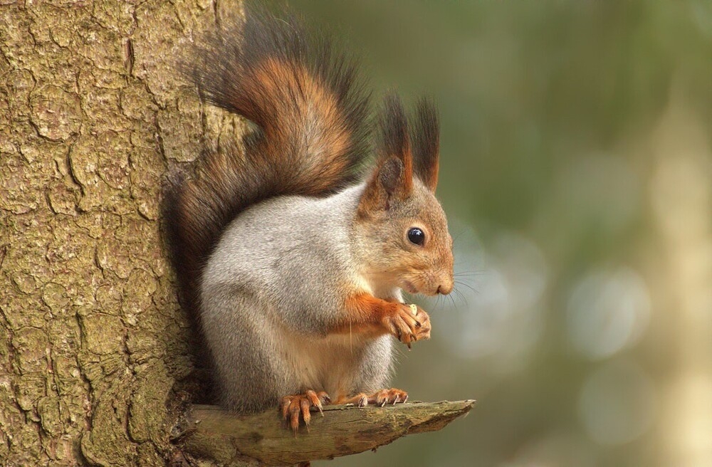 
        Мир&nbsp;животных-5    