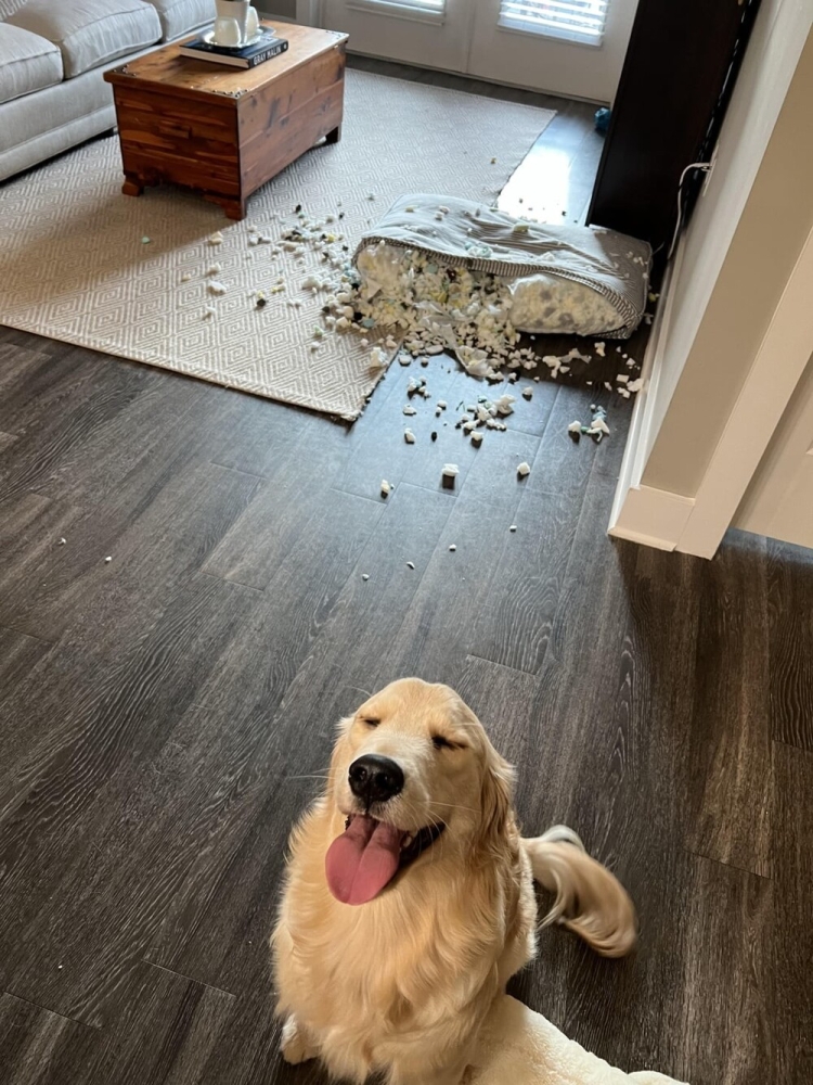 30 порций радости, которую пёсели способны подарить, просто делая свои собачьи дела
30 порций радости, которую пёсели способны подарить, просто делая свои собачьи дела