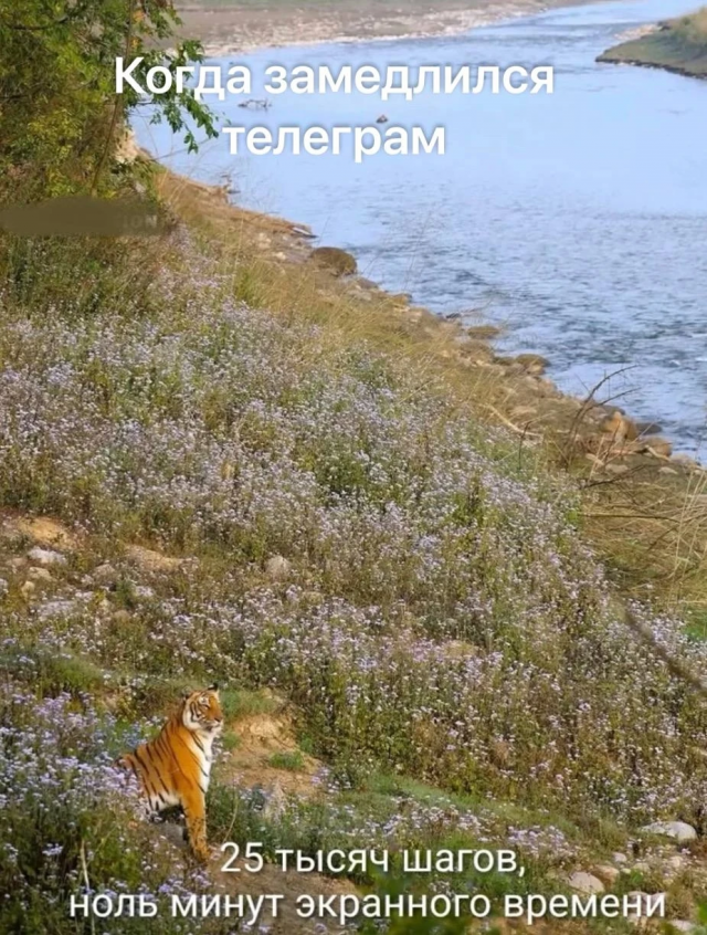 Лучшие шутки и мемы из про блокировку Телеграм в России Лучшие шутки и мемы из про блокировку Телеграм в России