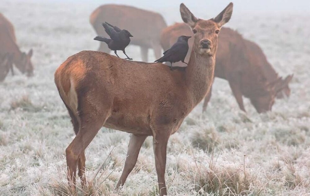 
        Мир&nbsp;животных-4    