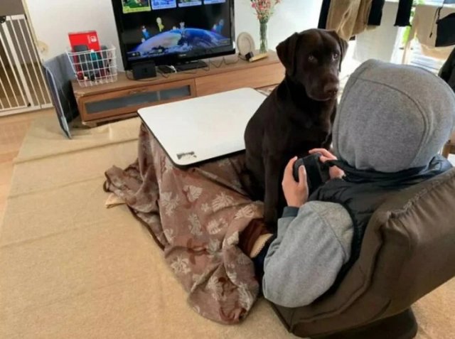 Животные, которым плевать на ваше личное пространство (20 фото)