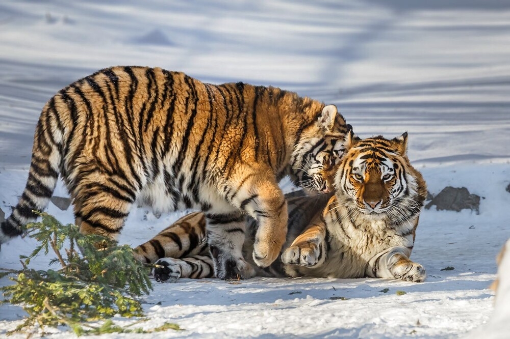 
        Мир&nbsp;животных-4    