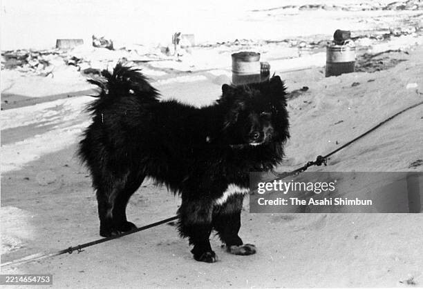 
        Антарктическая одиссея двух хаски: как&nbsp;Таро и&nbsp;Дзиро победили Антарктиду    