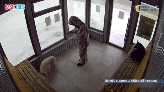 
        В&nbsp;Нефтекамске мужик решил самоутвердиться за&nbsp;счёт собаки, избив её&nbsp;на&nbsp;ровном месте    