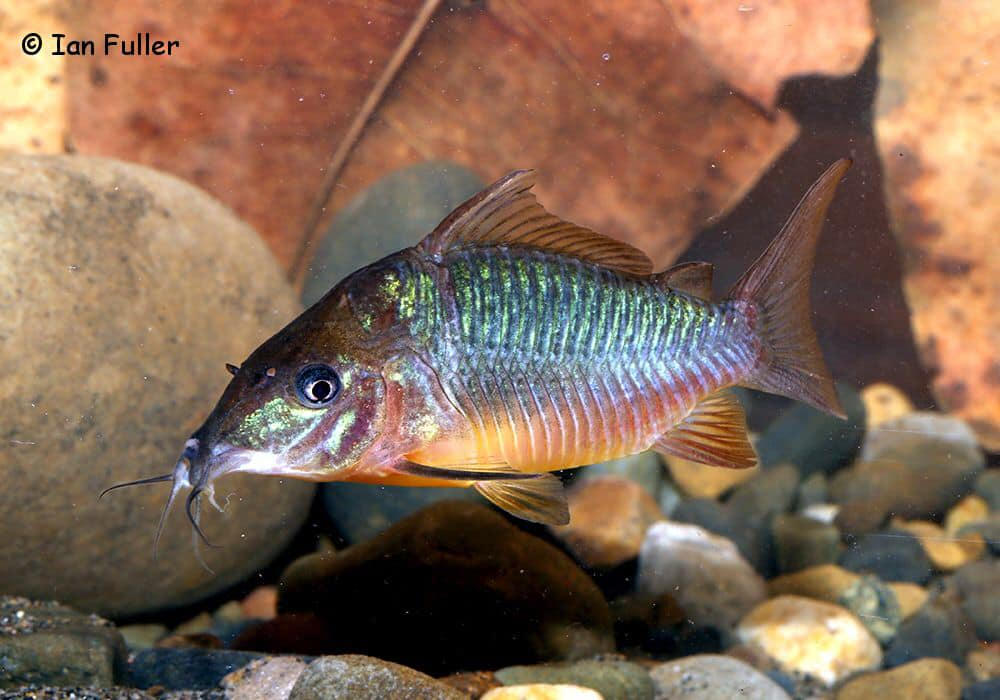 
        Панцирные сомы: рыбки в&nbsp;доспехах римского легионера    