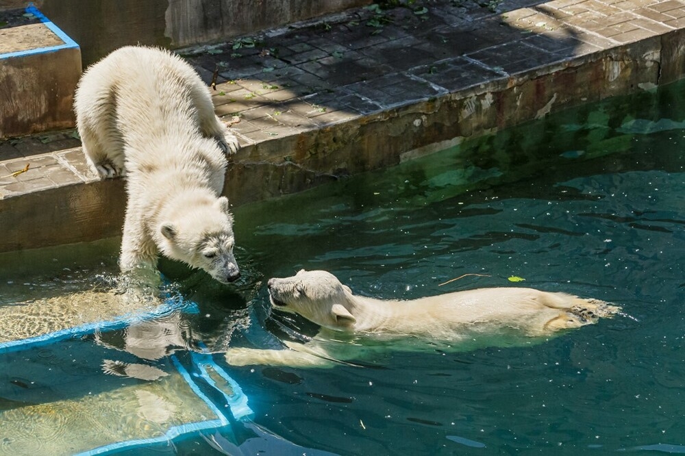 
        Мир&nbsp;животных-5    