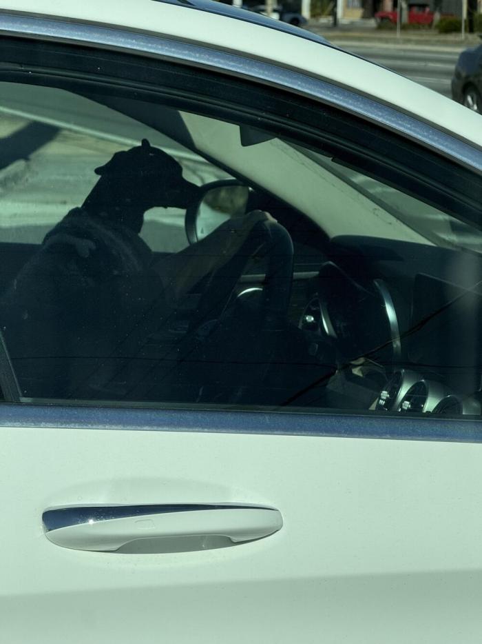 Перспектива любит и умеет нас мастерски троллить