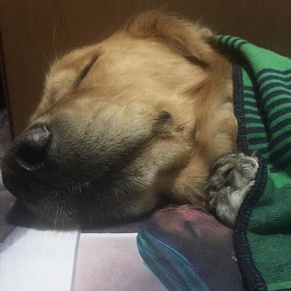 
        27&nbsp;примеров невероятной дружбы животных, от&nbsp;которой мир&nbsp;становится добрее    