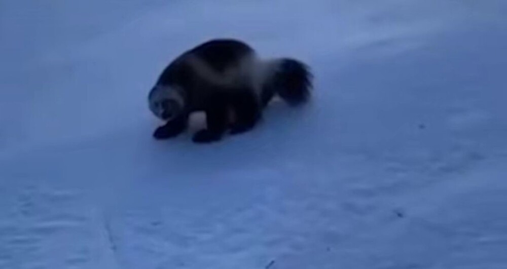 
        Росомаха стащила часть улова рыбака на&nbsp;Камчатке    