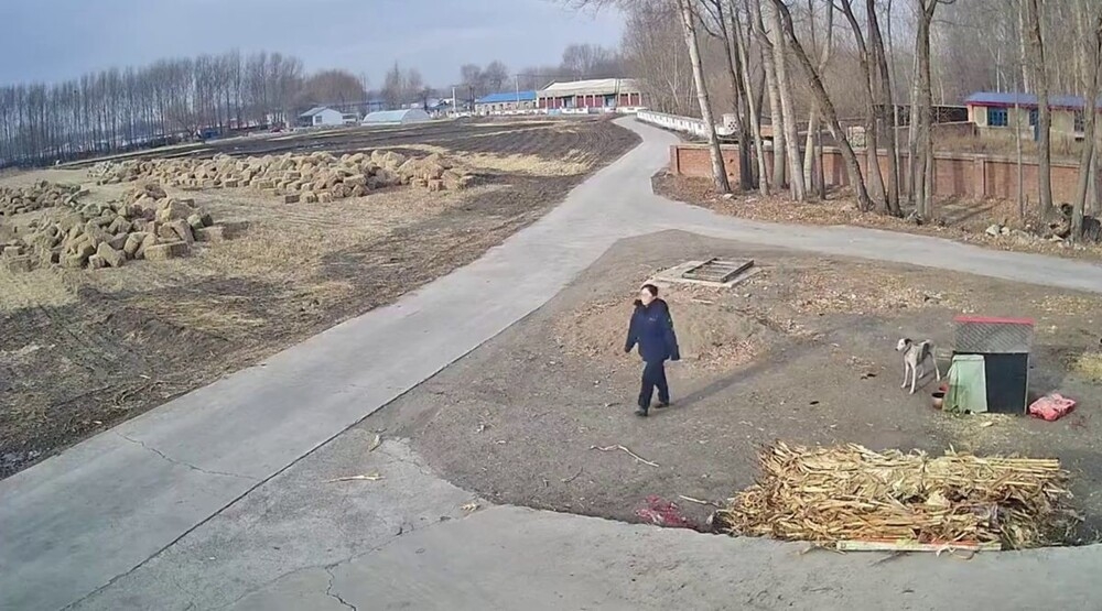 
        Пёс&nbsp;навёл суету    