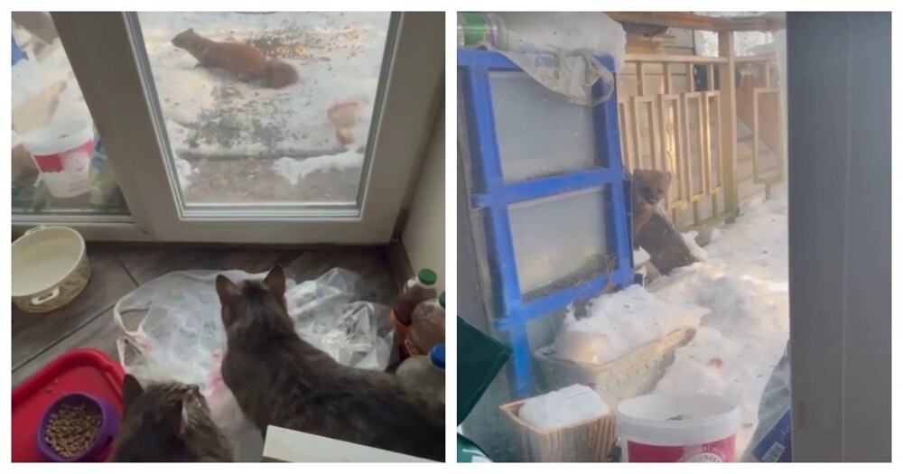 
        Реакция кошек на&nbsp;куницу за&nbsp;стеклом    