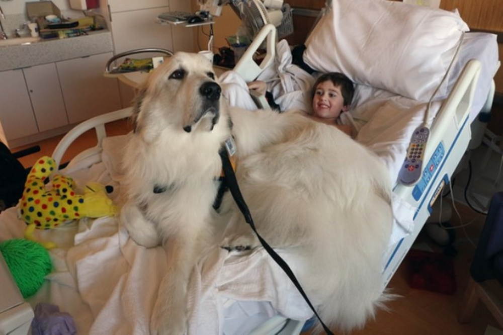 Почему животные не заражаются человеческими болезнями и наоборот?
Почему животные не заражаются человеческими болезнями и наоборот?