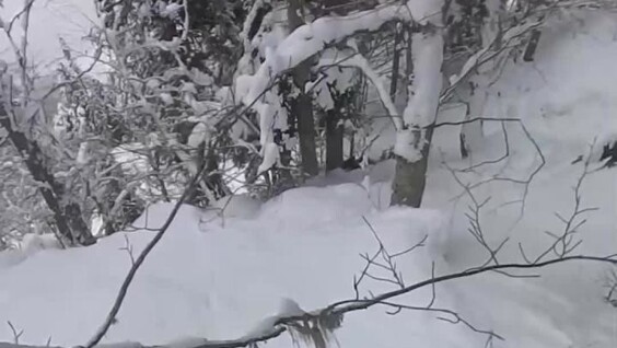 Сноубордисты наткнулись на разъяренную медведицу в Красной поляне
Сноубордисты наткнулись на разъяренную медведицу в Красной поляне