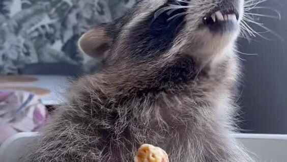 
        Енот кушает блин    