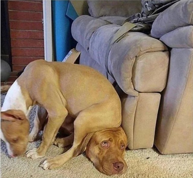 Смешные собаки, которым плевать на личное пространство (20 фото) Смешные собаки, которым плевать на личное пространство (20 фото)