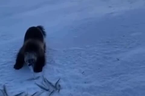 
        Росомаха стащила часть улова рыбака на&nbsp;Камчатке    